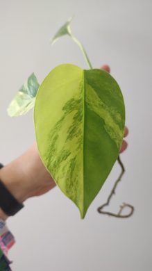 Monstera Aurea