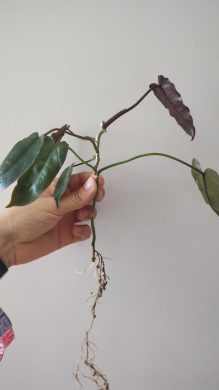 Filodendron Billietiae Dark Form