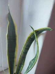 IMG_20250812_091450.jpg