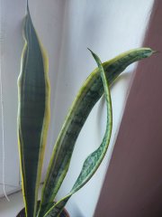 IMG_20250812_091314.jpg