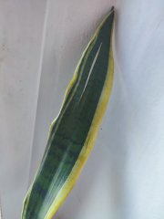 IMG_20250812_091304.jpg
