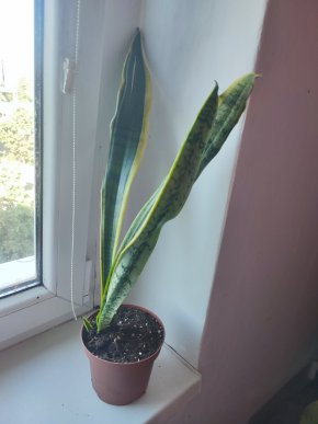 Tchýni jazyk / Sansevieria Laurentii #2