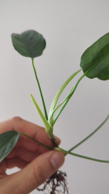 Filodendron Felix
