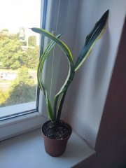 IMG_20250812_091251.jpg