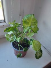 IMG_20250812_092123.jpg