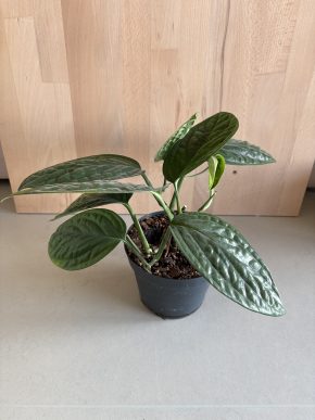 Monstera Karstenianum “Peru”