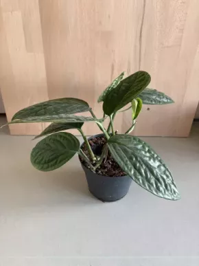 Monstera Karstenianum “Peru”