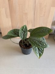 IMG_5063.jpeg