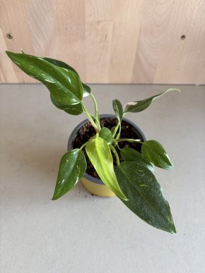 Philodendron White Princess