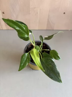 Philodendron White Princess