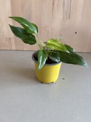 IMG_5071.jpeg