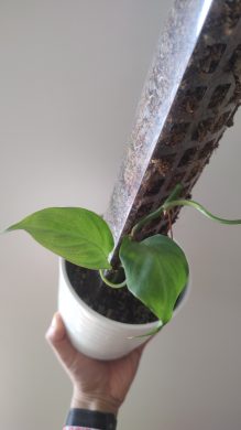 Filodendron Camposportoanum