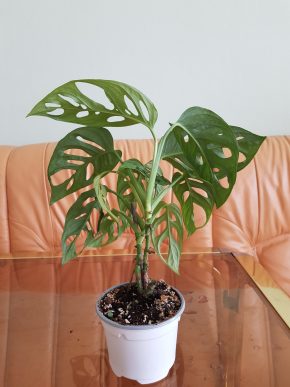 Monstera Adansonii Monkey Mask - 2 plně zakořeněné rostliny v květináči