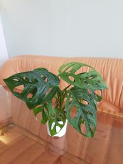20250813_093839.jpg