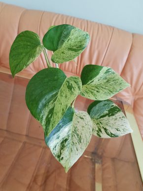 Epipremnum Marble QUEEN - kořenící řízek s 6 listy