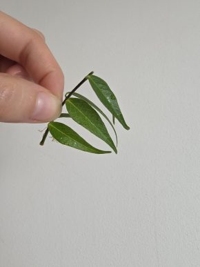 Hoya leucantha