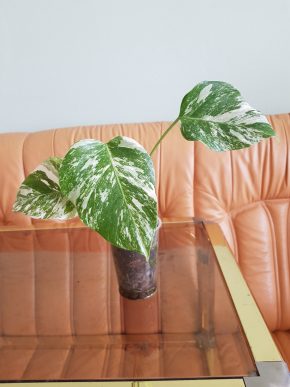 Monstera albo variegata - vrcholový zakořeněný řízek