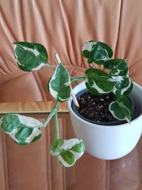 Epipremnum N'joy