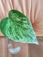 20250813_153216.jpg