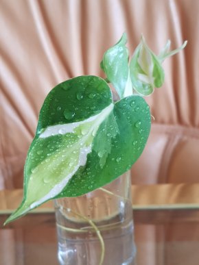 Philodendron hederaceum "Cream Splash" - již kořenící řízek s aktivním růstovými bodem