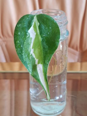 Philodendron hederaceum "Cream Splash" - již kořenící řízek s aktivním růstovými bodem