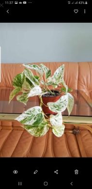 Epipremnum Marble QUEEN/ SNOW QUEEN   - krásný čerstvý řízek o 1 listu
