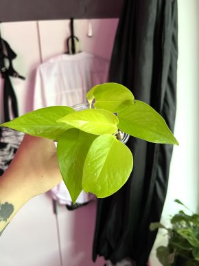 Epipremnum Aureum Neon 🌿