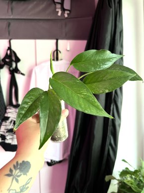 Epipremnum Pinnatum Variegata 🌿