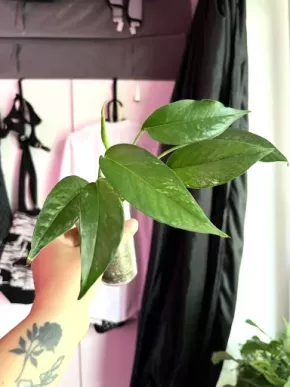 Epipremnum Pinnatum Variegata 🌿