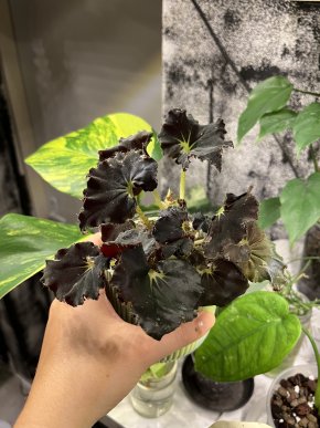 Begonia Black Mamba 🌿