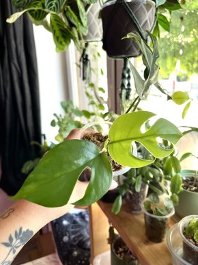 Rhaphidophora Tetrasperma Variegata (nejspíš revert) 🌿