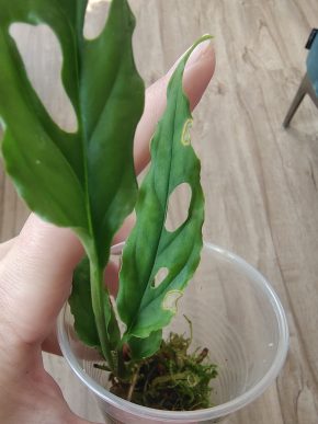 Monstera Obliqua Peru