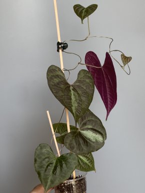 Dioscorea discolor