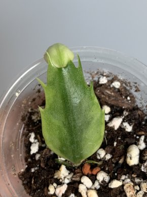 Schlumbergera truncata variegata