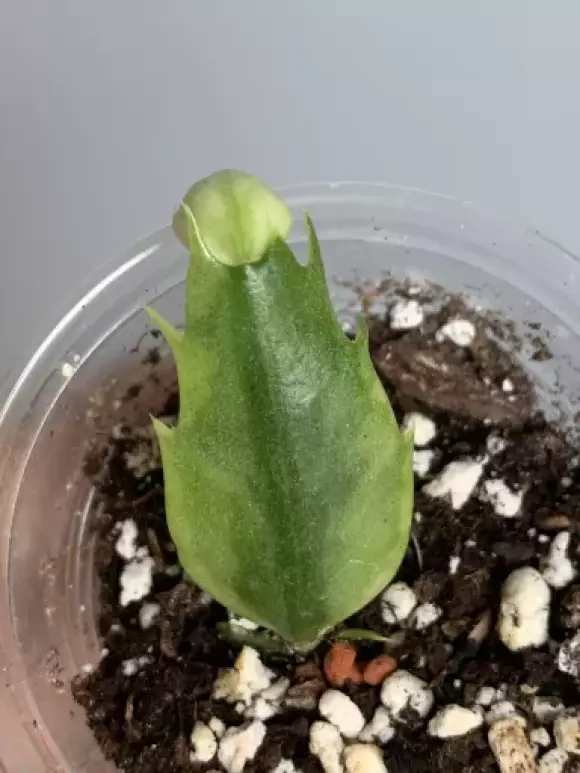 schlumbergera truncata variegata Schlumbergera truncata (Thanksgiving Cactus) – GNEM main image 0