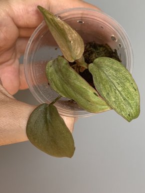 Philodendron micans Mint variegata