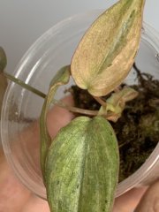 IMG_5689.jpeg