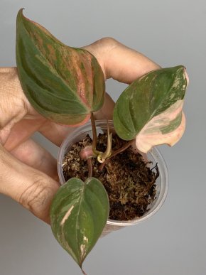 Philodendron micans variegata