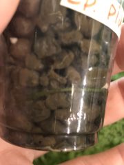 IMG_0252.jpeg