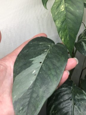 Epipremnum Pinnatum Albo variegata - stonkovy řizek .