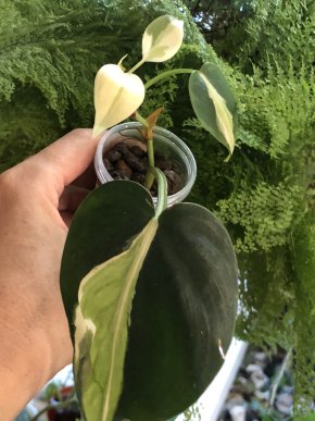 Philodendron Rio- rostlina.