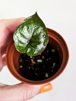 Alocasia Chocolate green