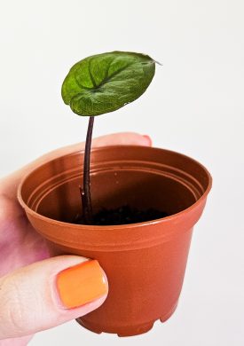 Alocasia Chocolate green