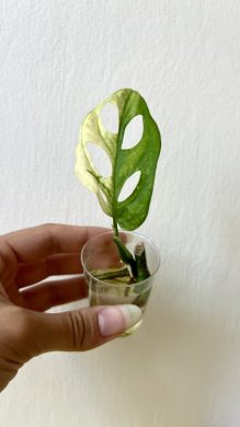 Monstera Adansonii variegata Half-moon (Monkey Mask)