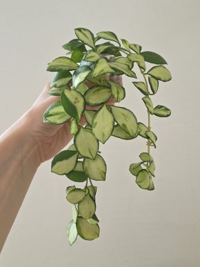 Hoya heuschkeliana variegata