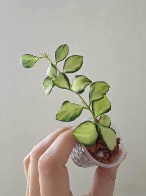 Hoya heuschkeliana variegata
