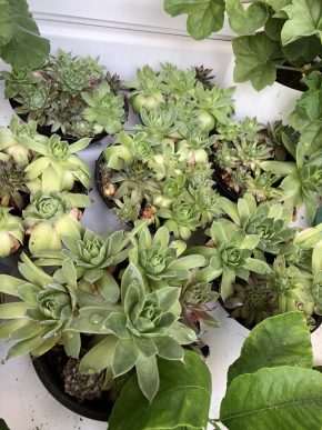 Netřesk (sempervivum) v misce - více druhů