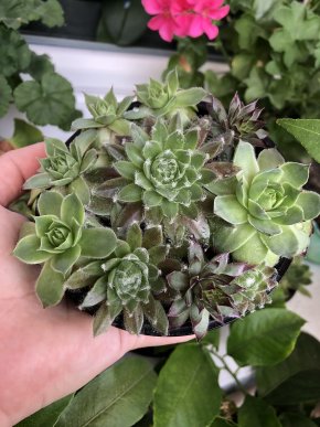 Netřesk (sempervivum) v misce - více druhů