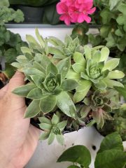IMG_0717.jpeg
