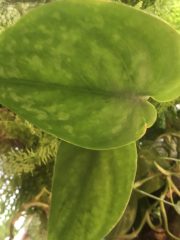 IMG_0285.jpeg
